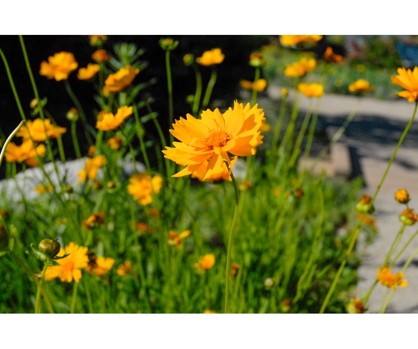 Early Sunrise Coreopsis